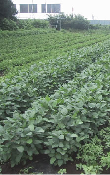 ���줵���Ȫ