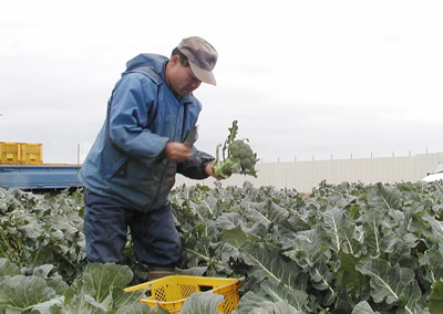 �֥��å��꡼�μ��Ϥ򤹤���칧ͺ����