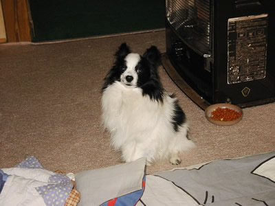 �ܥ���̾���ϡ֥�����