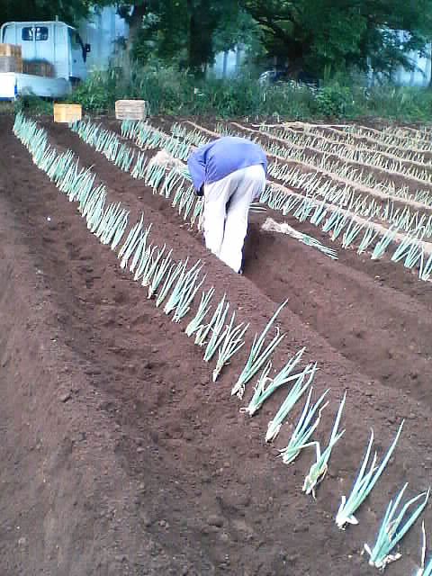 �ͥ��򿢤��Ƥ���Ȥ���