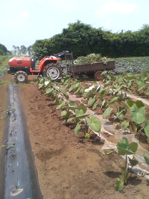 トレーラーいっぱいの……