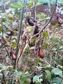 �����Ǥ�����Ĥ���줿�ʥ�