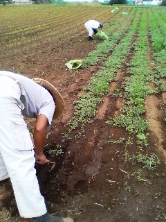 �ˤ󤸤������