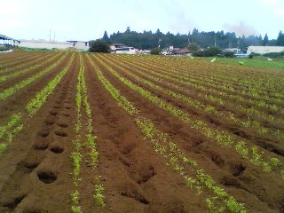 ����򽪤������줤�ʤˤ󤸤�Ȫ