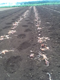 ����Ǭ�ο����դ�