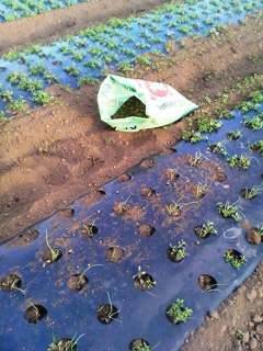 �ޤ��ޤ�³��